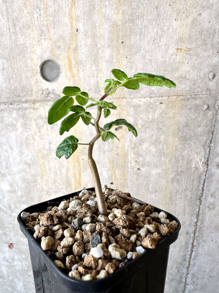 【現品限り】コミフォラ・モンストローサ【K32】 Commiphora monstruosa