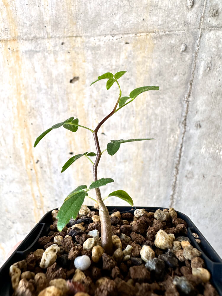 【現品限り】コミフォラ・モンストローサ【K34】 Commiphora monstruosa