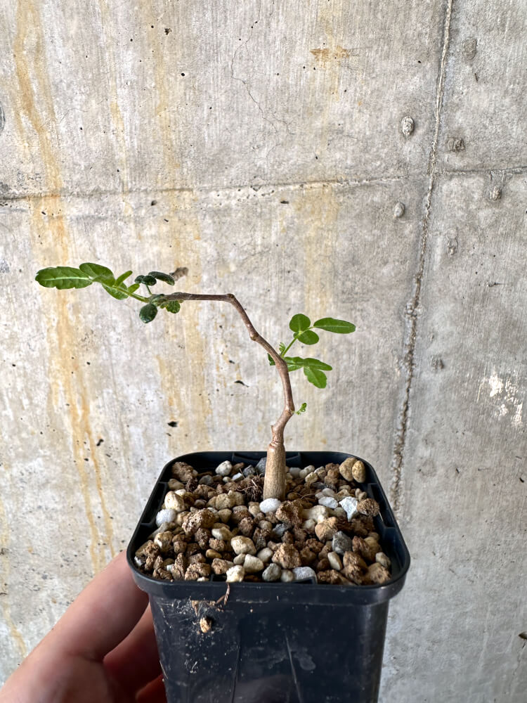 【現品限り】コミフォラ・モンストローサ【K35】 Commiphora monstruosa