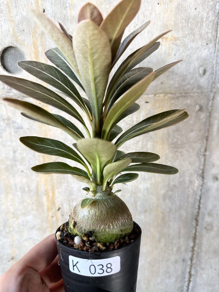 現品限り】アデニウム・ソコトラナム 実生【K38】 Adenium socotranum