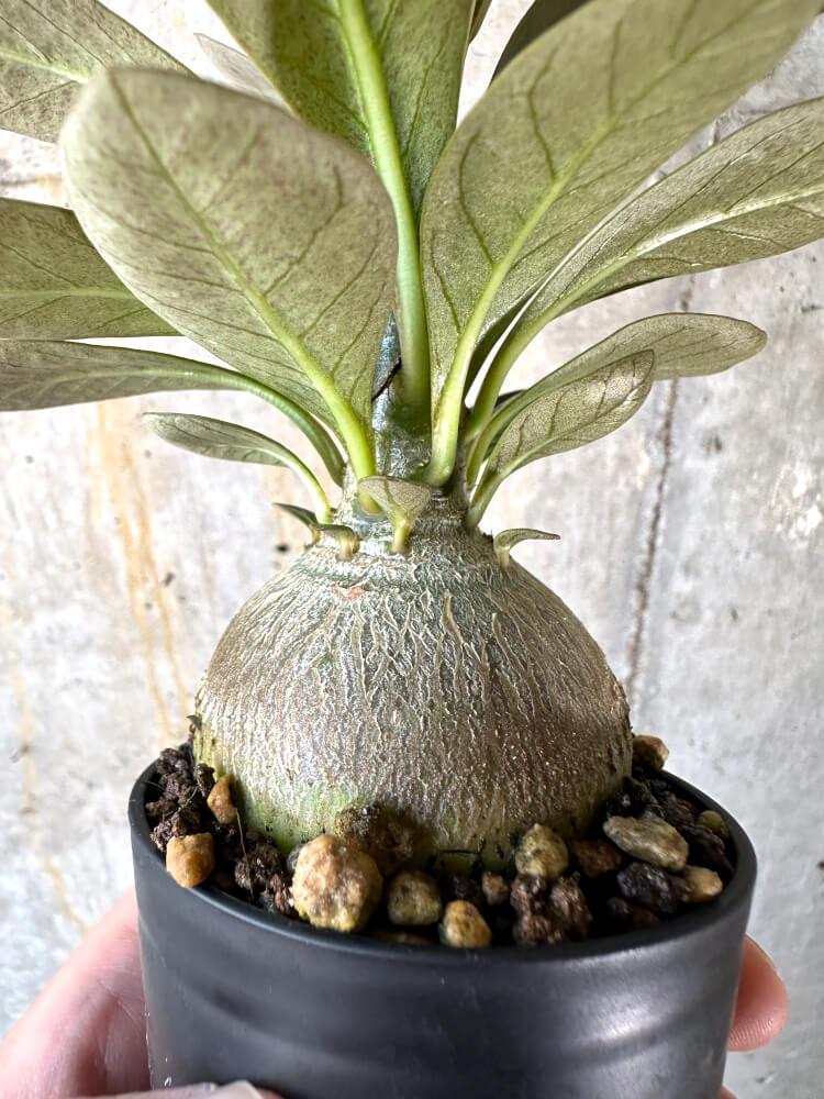 【現品限り】アデニウム・ソコトラナム 実生【K38】 Adenium socotranum