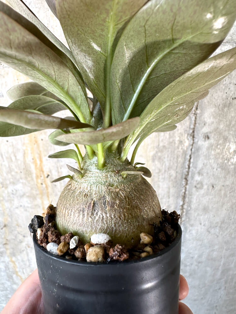【現品限り】アデニウム・ソコトラナム 実生【K39】 Adenium socotranum