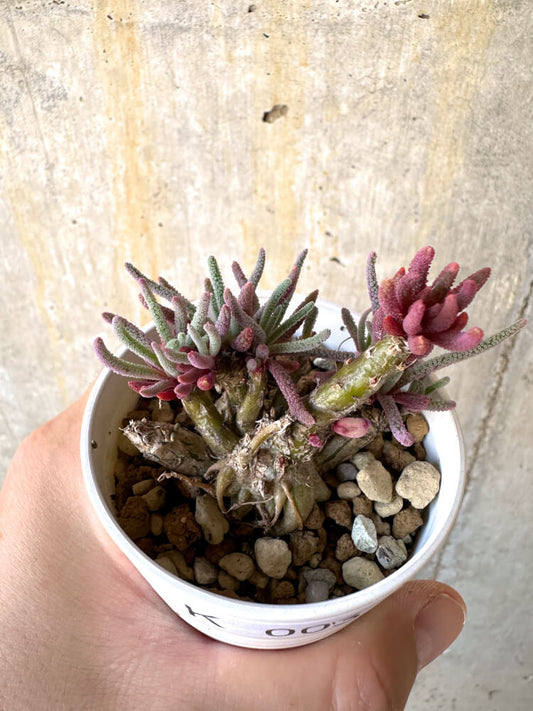 【現品限り】フィロボルス・レスルゲンス【K3】 Phyllobolus resurgens