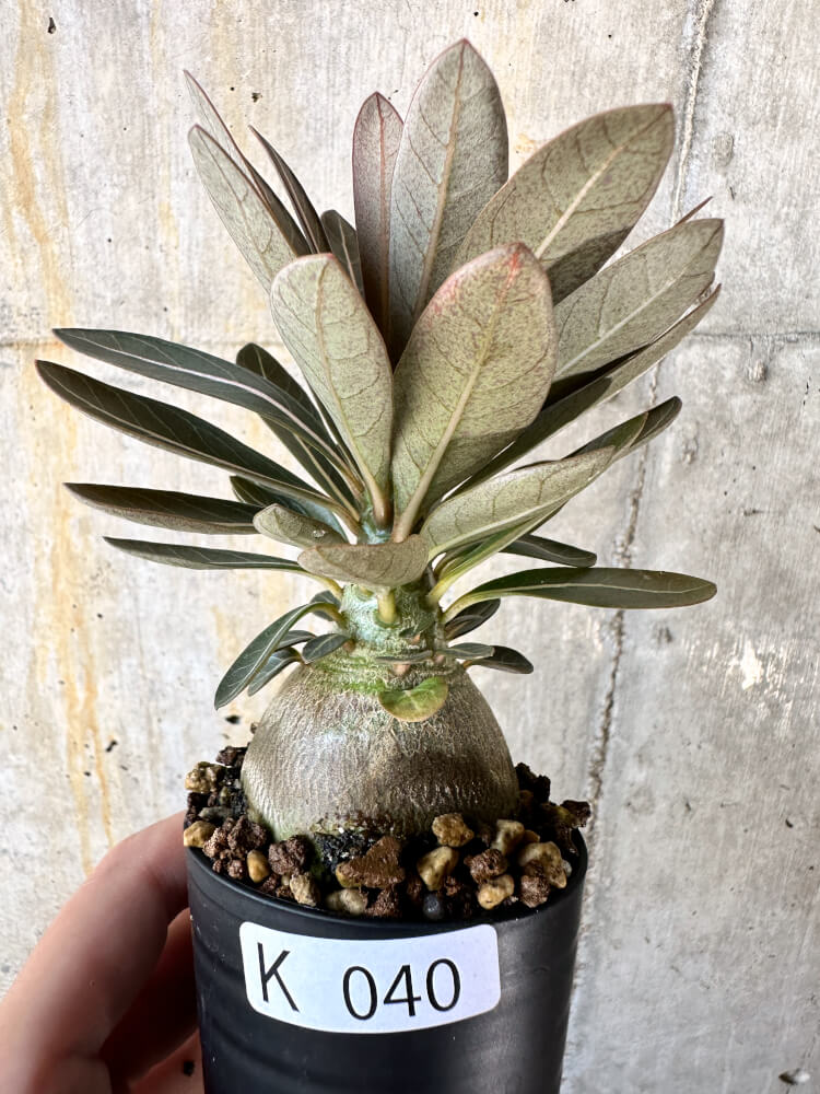 現品限り】アデニウム・ソコトラナム 実生【K40】 Adenium socotranum
