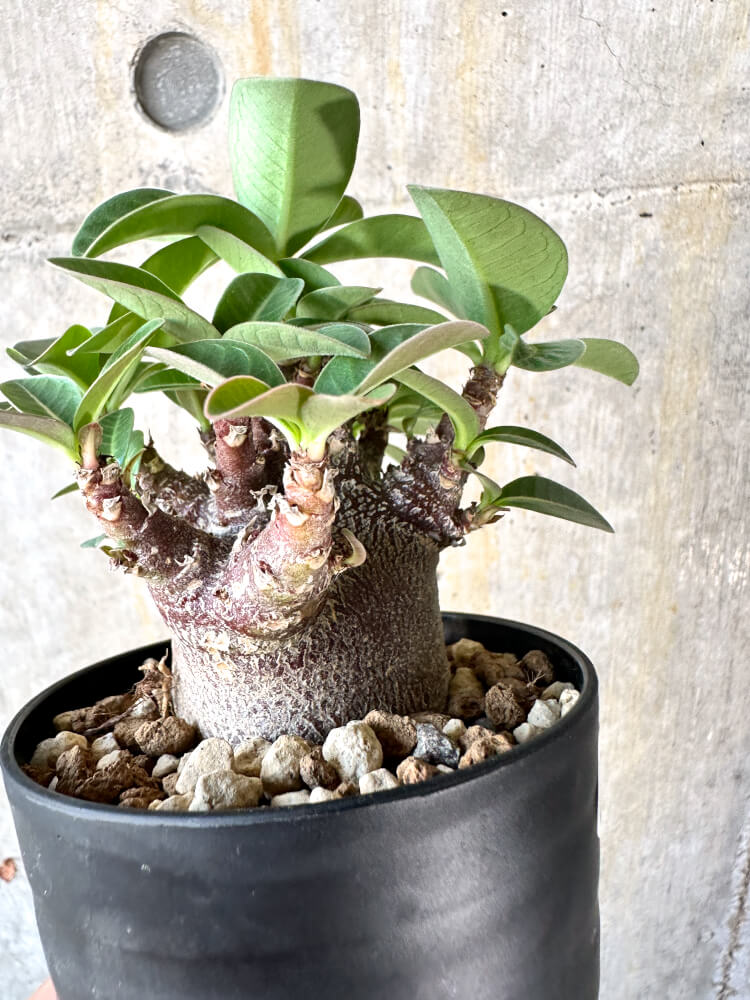 【現品限り】アデニウム・アラビカム ブラックスキン【K42】 Adenium arabicum ‘Black skin’