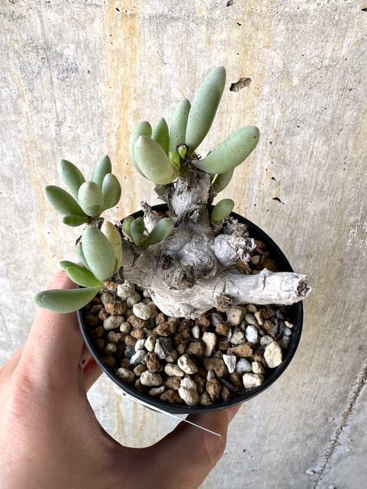 【現品限り】オトンナ・クラビフォリア【K50】 Othonna clavifolia