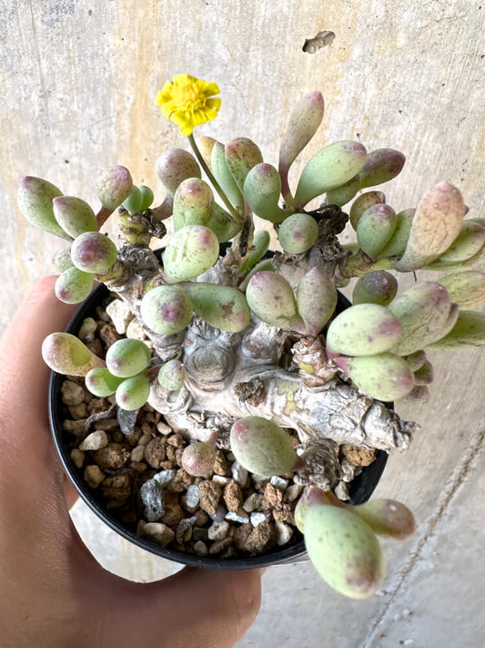 【現品限り】オトンナ・クラビフォリア【K51】 Othonna clavifolia
