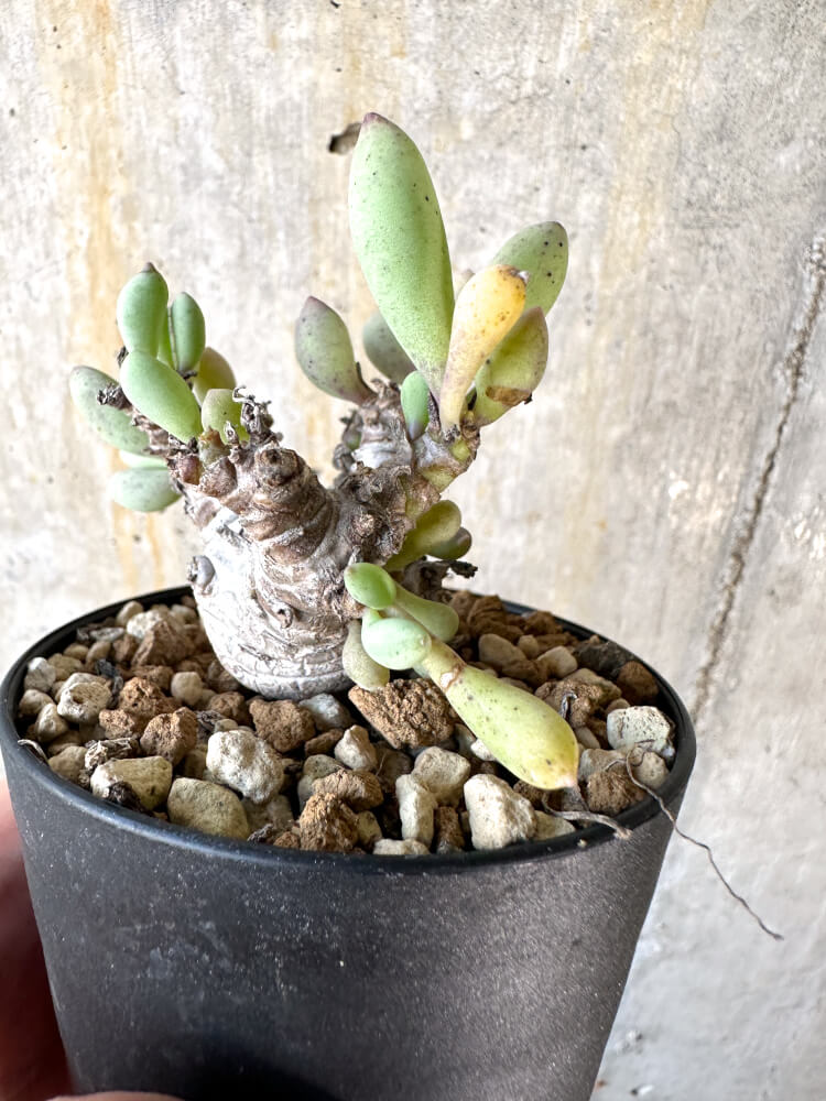 【現品限り】オトンナ・クラビフォリア【K52】 Othonna clavifolia