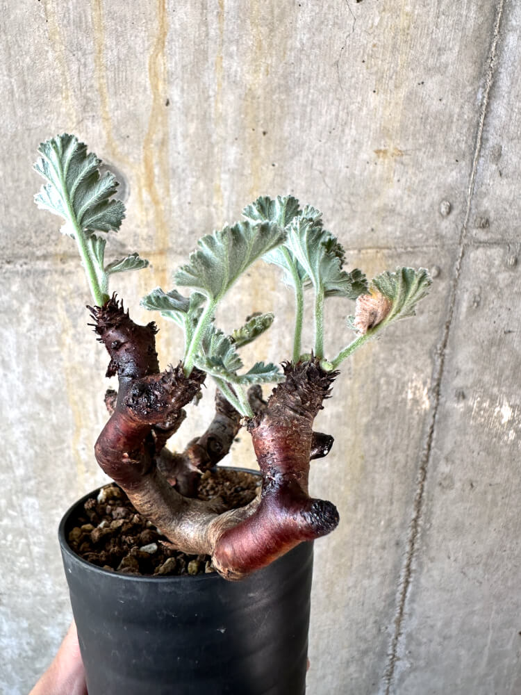 【現品限り】ペラルゴニム・ミラビレ 挿し木 発根済み【K53】 Pelargonium mirabile