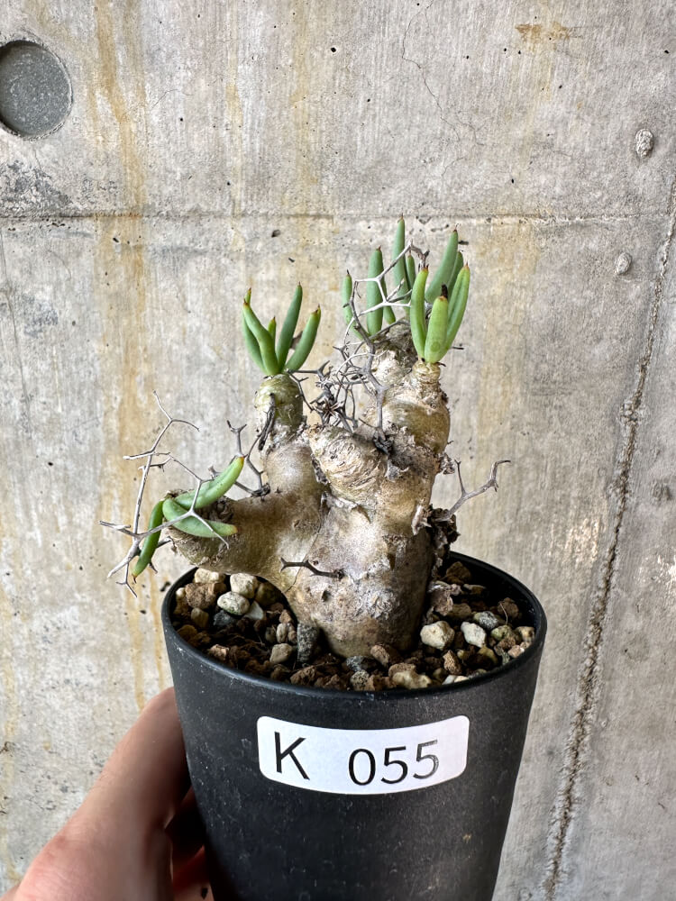 現品限り】チレコドン・レティキュラータス 万物想【K55】 Tylecodon