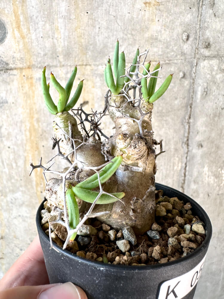 【現品限り】チレコドン・レティキュラータス 万物想【K55】 Tylecodon reticulatus ssp phyllopodium