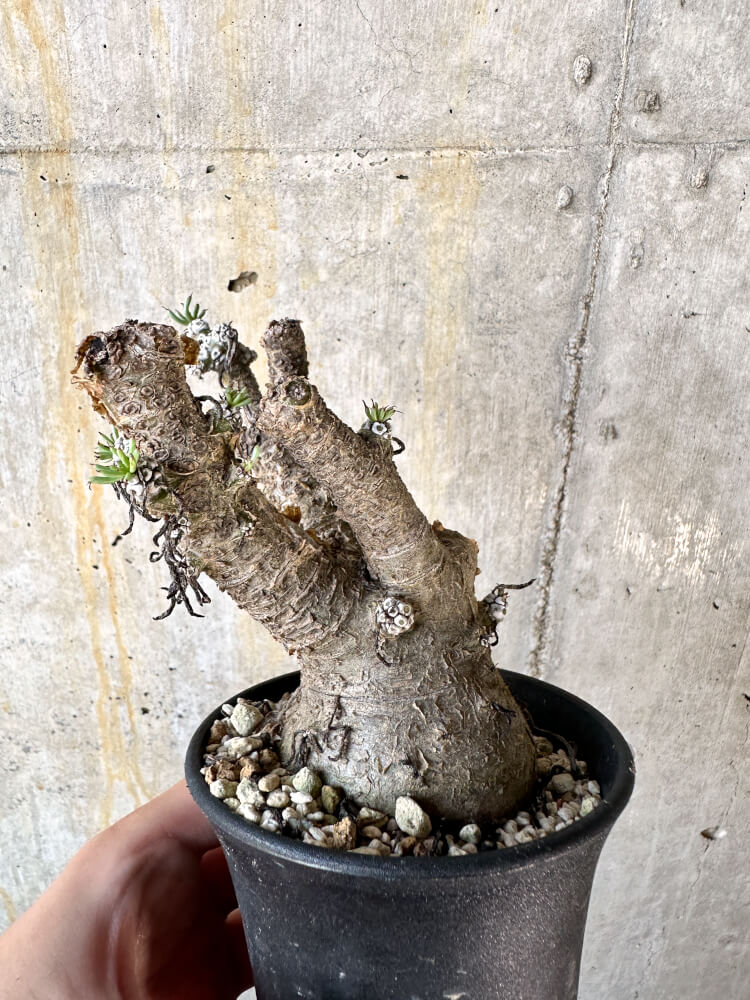 【現品限り】チレコドン・ペアルソニー 現地株 発根済み【K57】 Tylecodon pearsonii