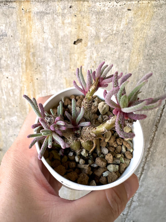 【現品限り】フィロボルス・レスルゲンス【K5】 Phyllobolus resurgens
