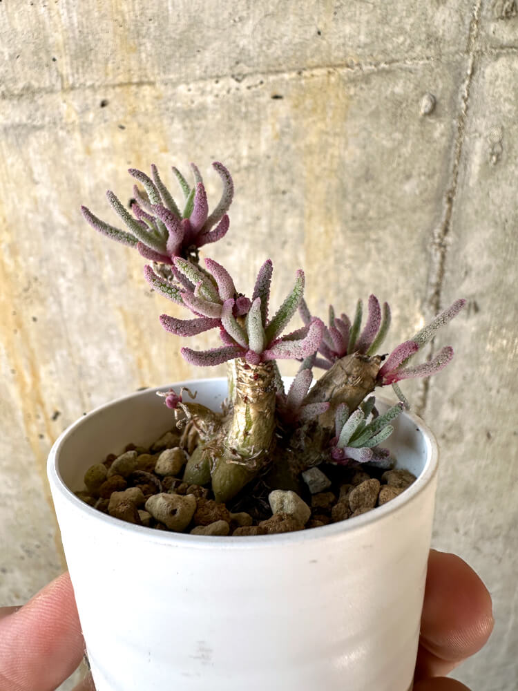 【現品限り】フィロボルス・レスルゲンス【K5】 Phyllobolus resurgens