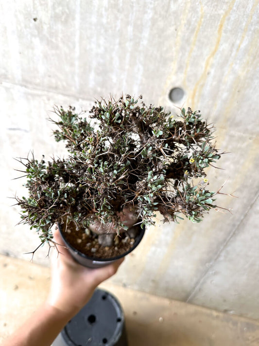 【現品限り】オトンナ・ユーフォルビオイデス 数年管理【L10】 Othonna euphorbioides