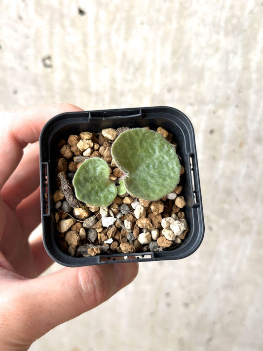【現品限り】チレコドン・シングラリス【M25】 Tylecodon singularis