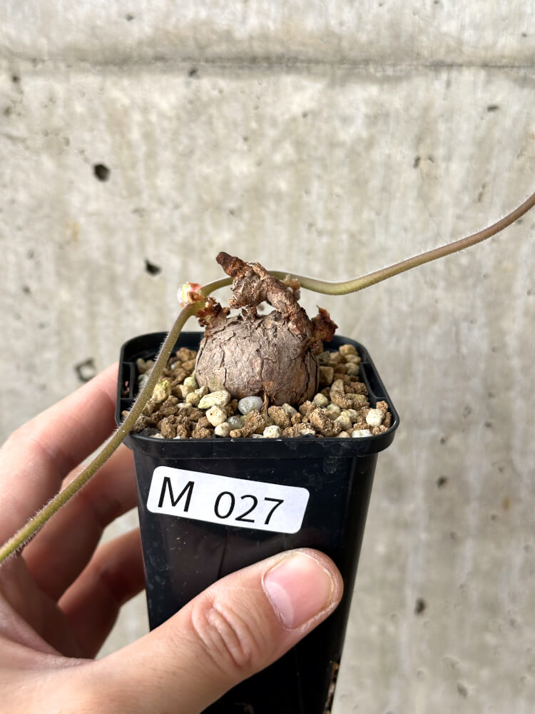 現品限り】ペラルゴニウム・トリステ 根挿し おそらく発根済み【M27