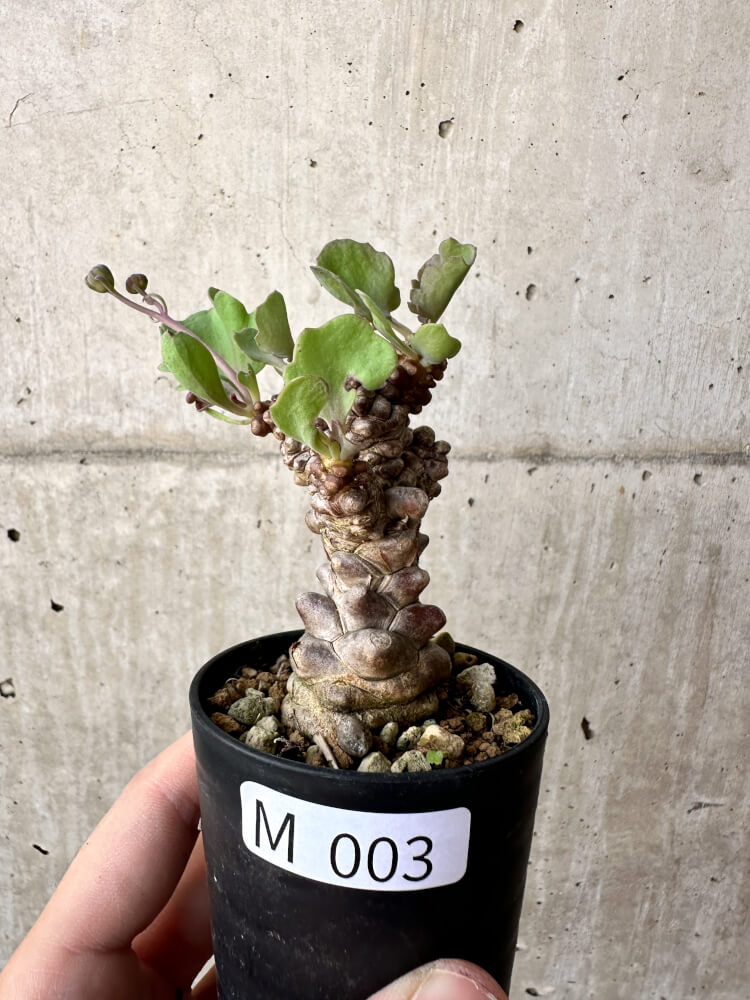 現品限り】オトンナ・ヘレー 蛮鬼塔【M3】 Othonna herrei 塊根植物