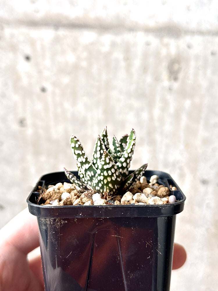 【現品限り】ハオルチア・プミラ・ドーナツ【M40】 Haworthia pumila Donuts