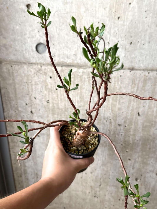 【現品限り】オトンナ・ロバタ【M43】 Othonna lobata