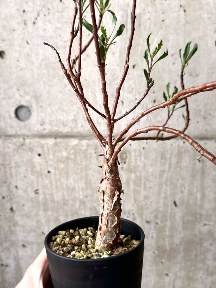 【現品限り】オトンナ・ロバタ【M43】 Othonna lobata