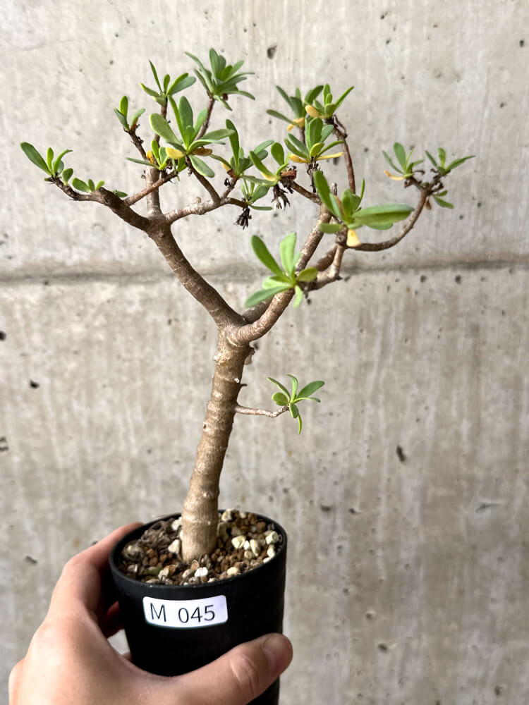 現品限り】オトンナ・アルブスクラ【M45】 Othonna arbuscula 塊根植物