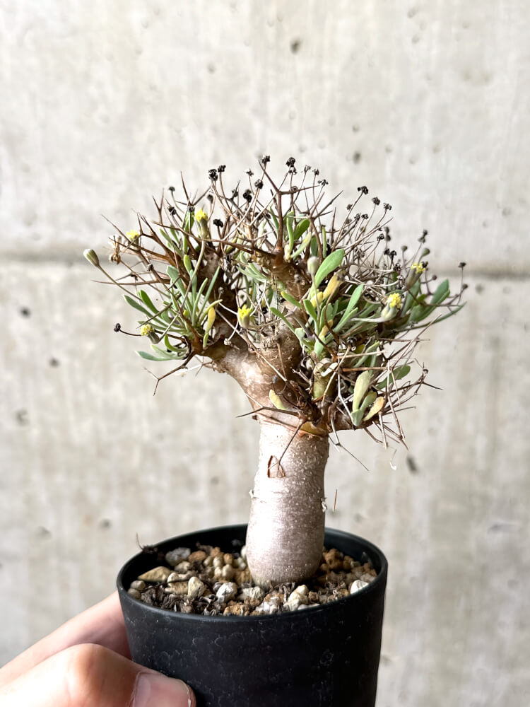 【現品限り】オトンナ・ユーフォルビオイデス【M48】 Othonna euphorbioides