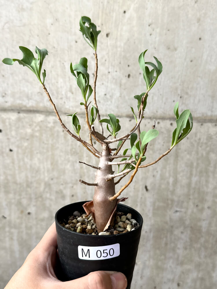 現品限り】オトンナ・マクロスペルマ【M50】 Othonna macrosperma 塊根