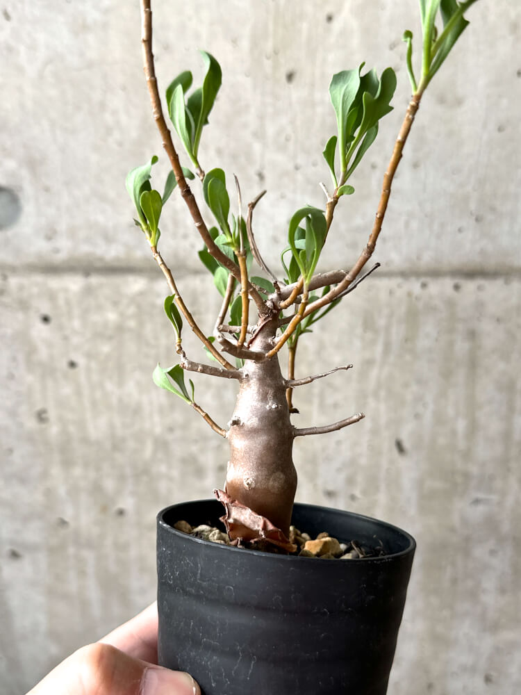 【現品限り】オトンナ・マクロスペルマ【M50】 Othonna macrosperma
