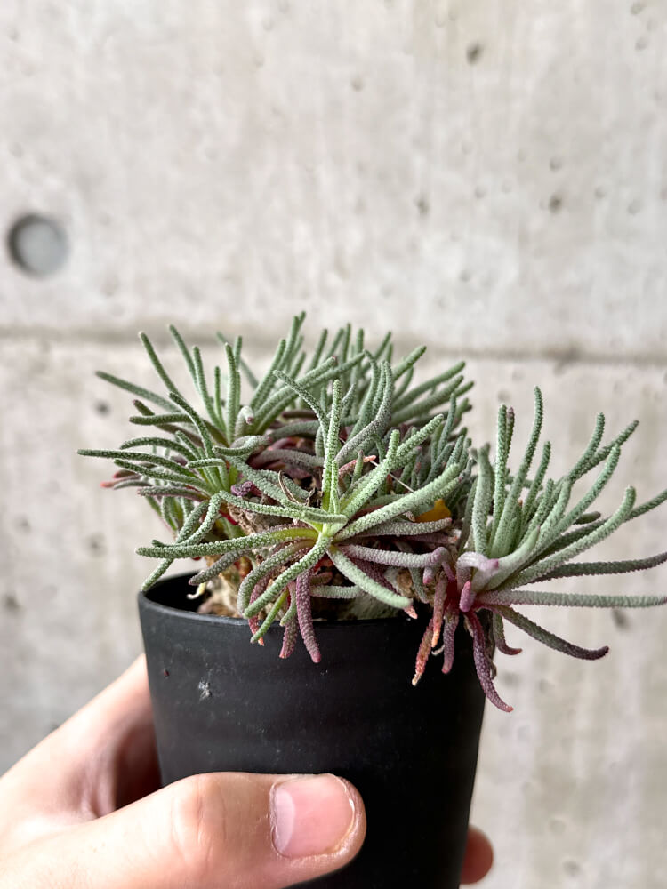 【現品限り】フィロボルス・レスルゲンス【M52】 Phyllobolus resurgens