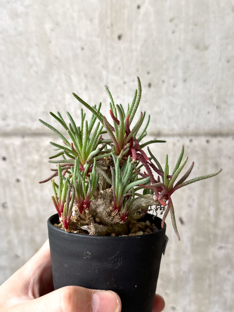 【現品限り】フィロボルス・レスルゲンス【M54】 Phyllobolus resurgens