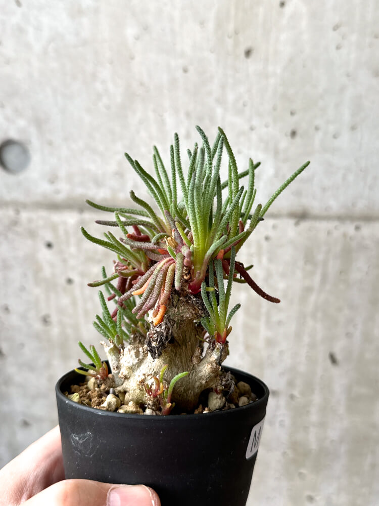 【現品限り】フィロボルス・レスルゲンス【M55】 Phyllobolus resurgens