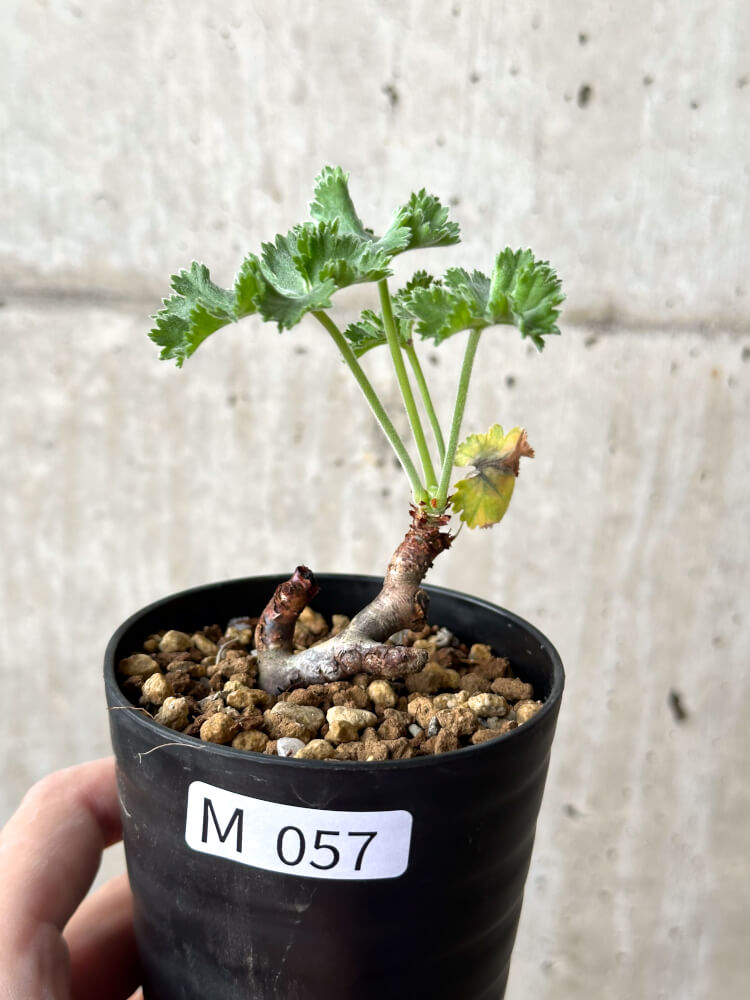 現品限り】ペラルゴニウム・ミラビレ 挿し木 発根済み【M57