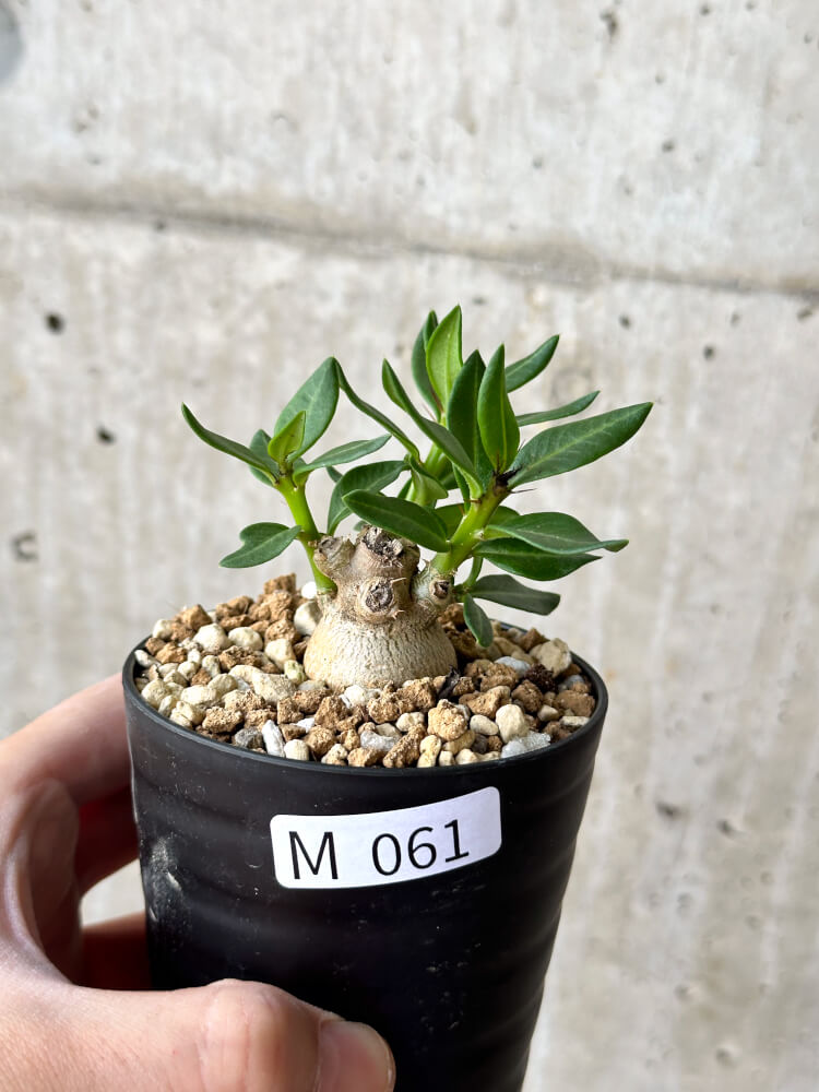 現品限り】パキポディウム・ビスピノーサム【M61】 Pachypodium