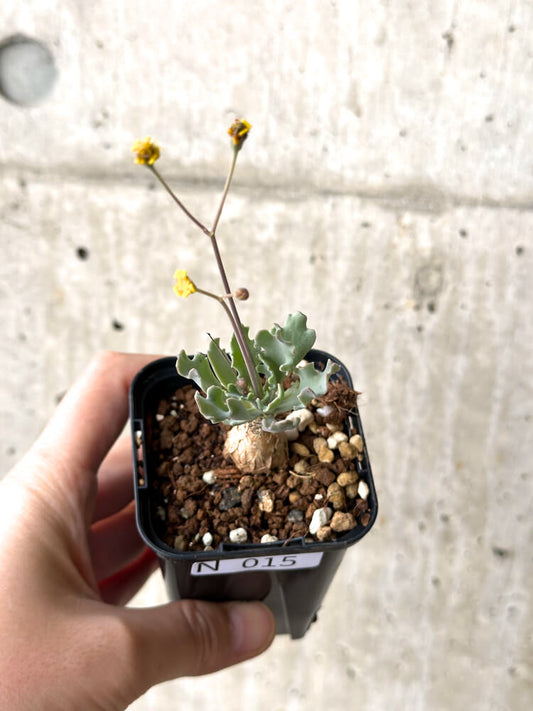 【現品限り】オトンナ ステインコフ【N15】 Othonna sp Steinkopf
