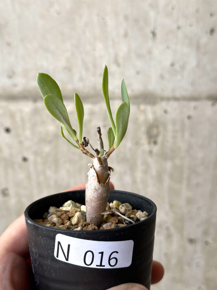 現品限り】オトンナ・マクロスペルマ【N16】 Othonna macrosperma 塊根