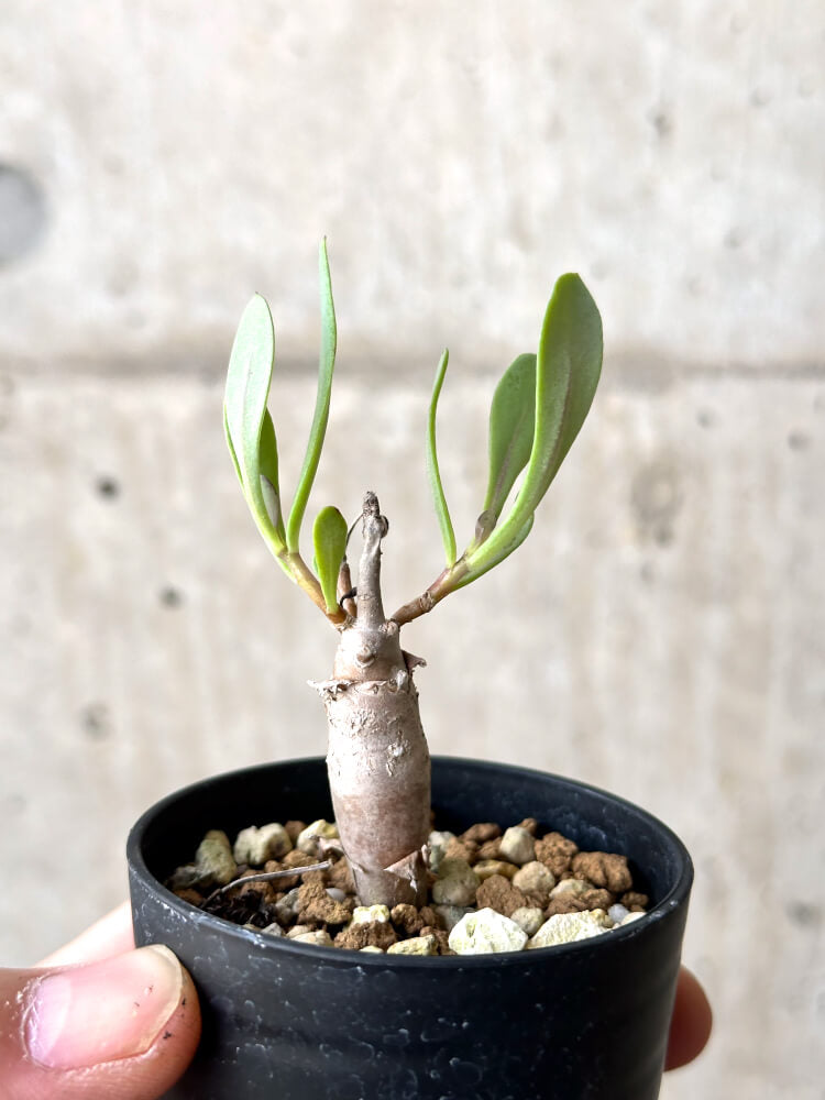 【現品限り】オトンナ・マクロスペルマ【N16】 Othonna macrosperma