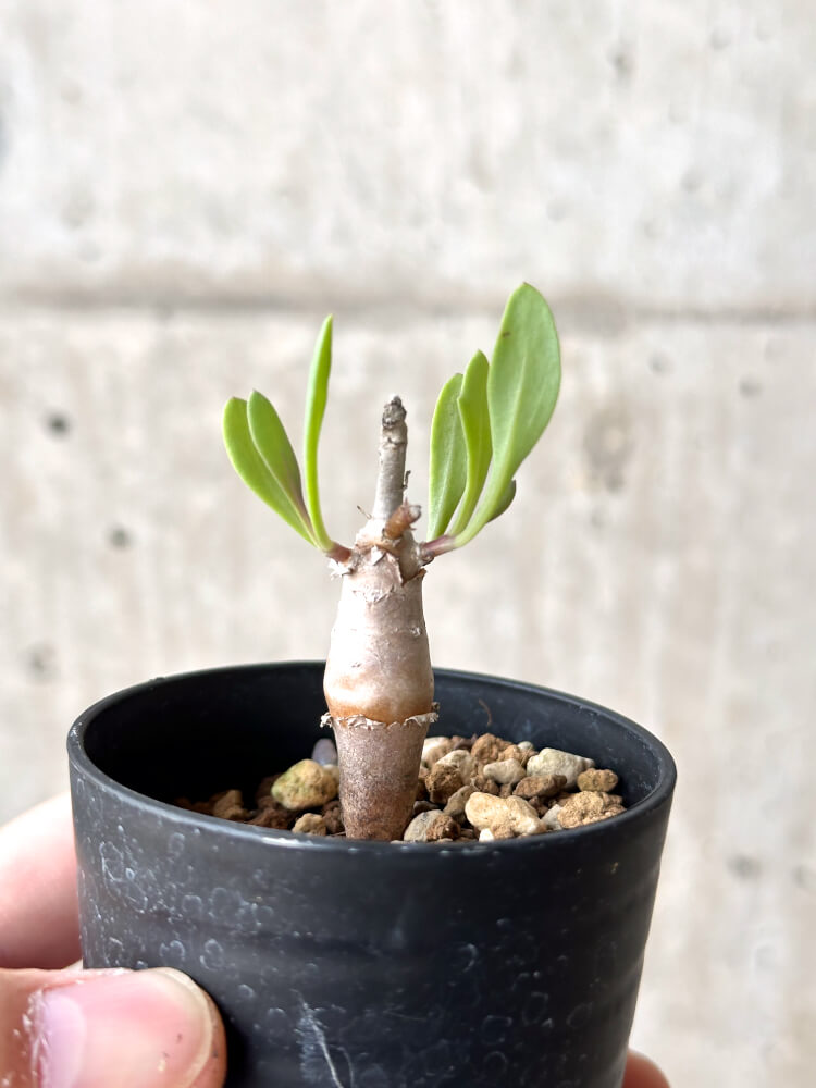 【現品限り】オトンナ・マクロスペルマ【N19】 Othonna macrosperma