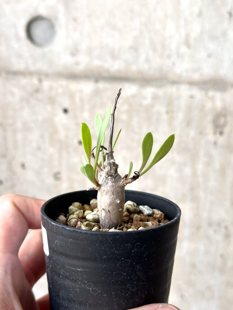 【現品限り】オトンナ・マクロスペルマ【N20】 Othonna macrosperma