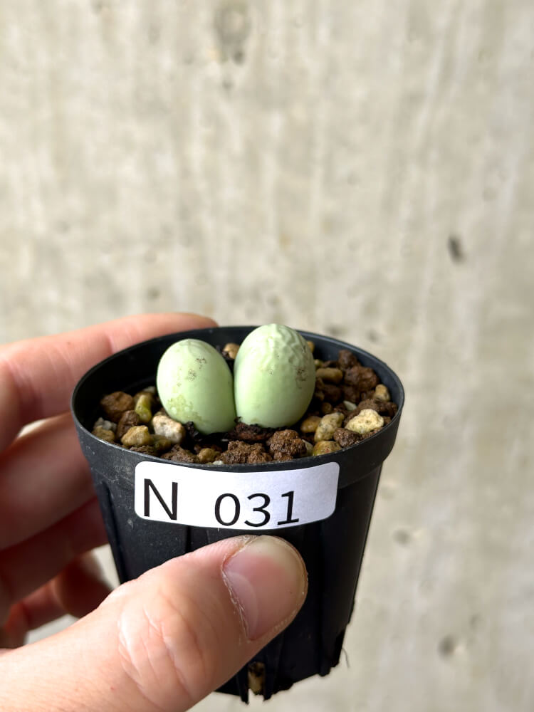 現品限り】コノフィツム・カルキュラス【N31】 Conophytum calculus