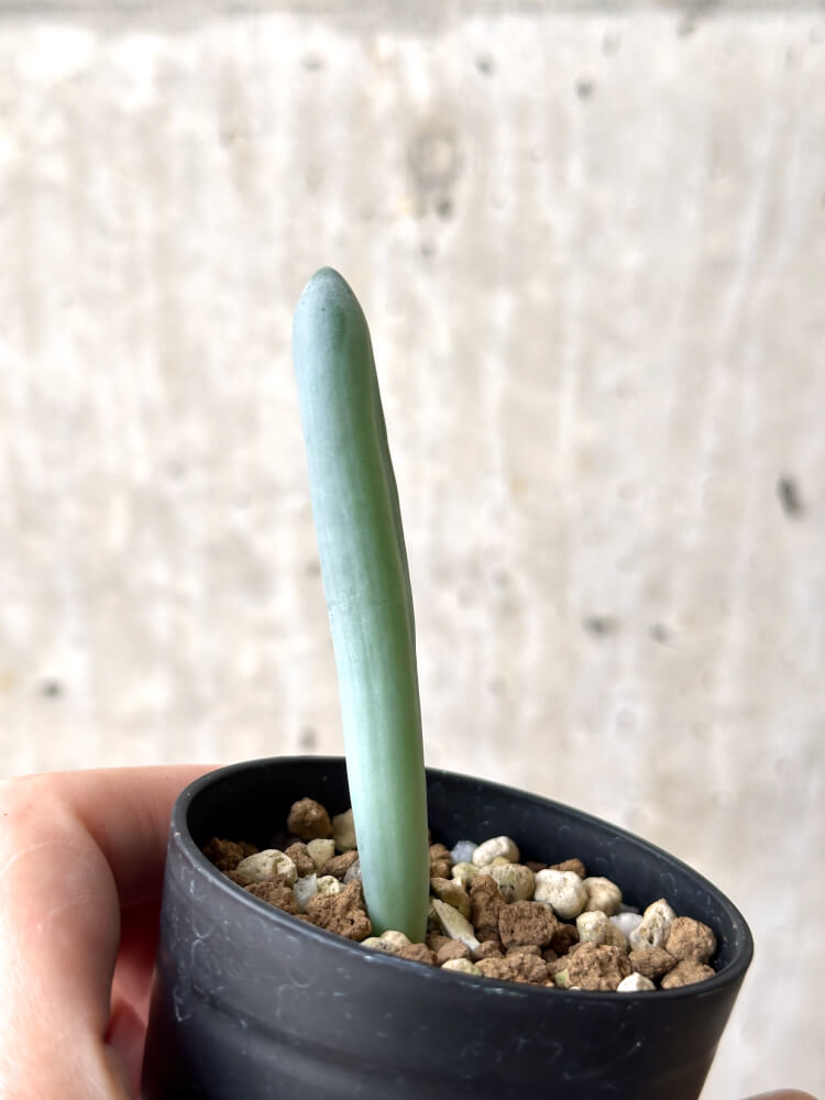 【現品限り】オーニソガラム・ユニフォリアツム【N36】 Ornithogalum unifoliatum