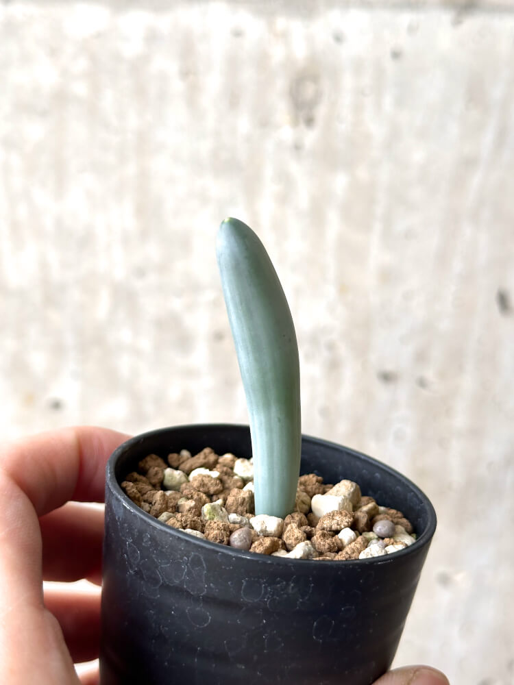 【現品限り】オーニソガラム・ユニフォリアツム【N38】 Ornithogalum unifoliatum