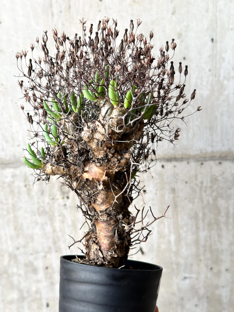 【現品限り】チレコドン・レティキュラータス 万物想【N41】 Tylecodon reticulatus
