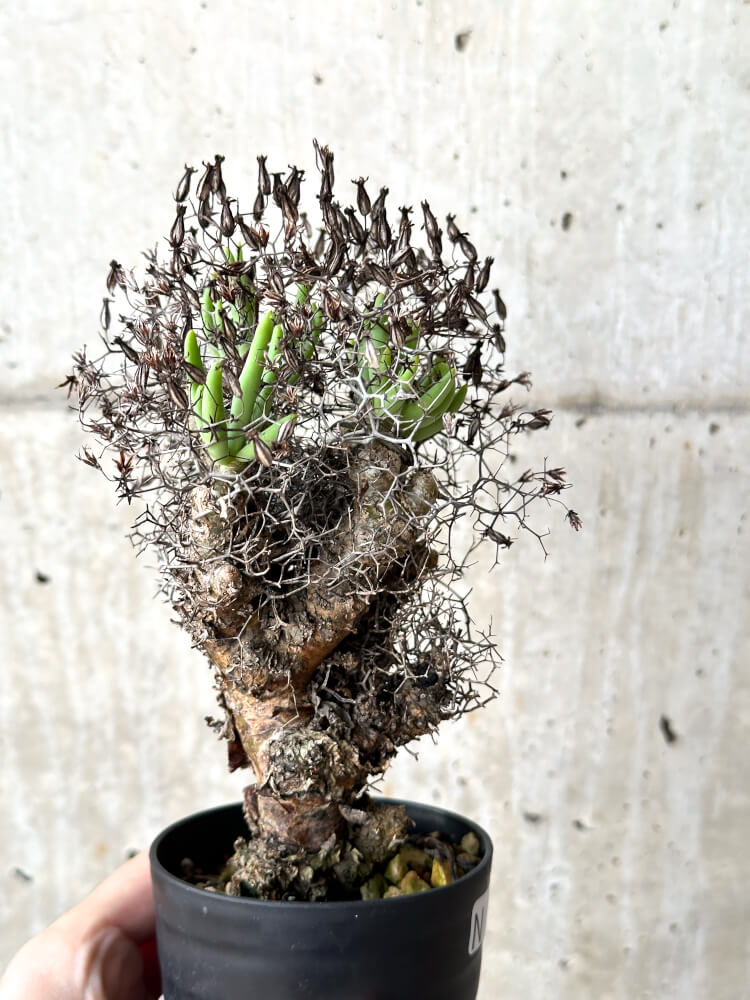 【現品限り】チレコドン・レティキュラータス 万物想【N42】 Tylecodon reticulatus