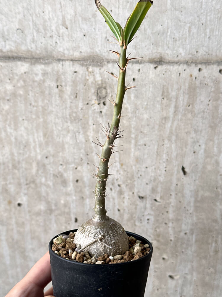 【現品限り】パキポディウム・サキュレンタム 実生【N48】 Pachypodium succulentum