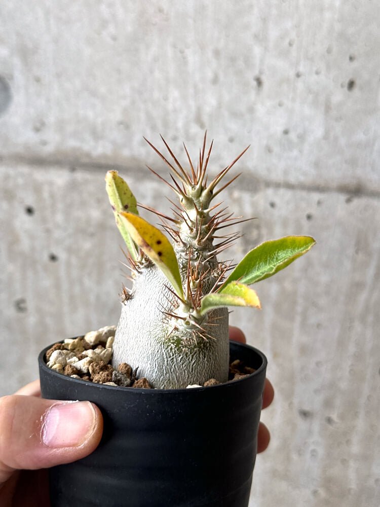【現品限り】パキポディウム・サンデルシー 白馬城【N49】 Pachypodium saundersii