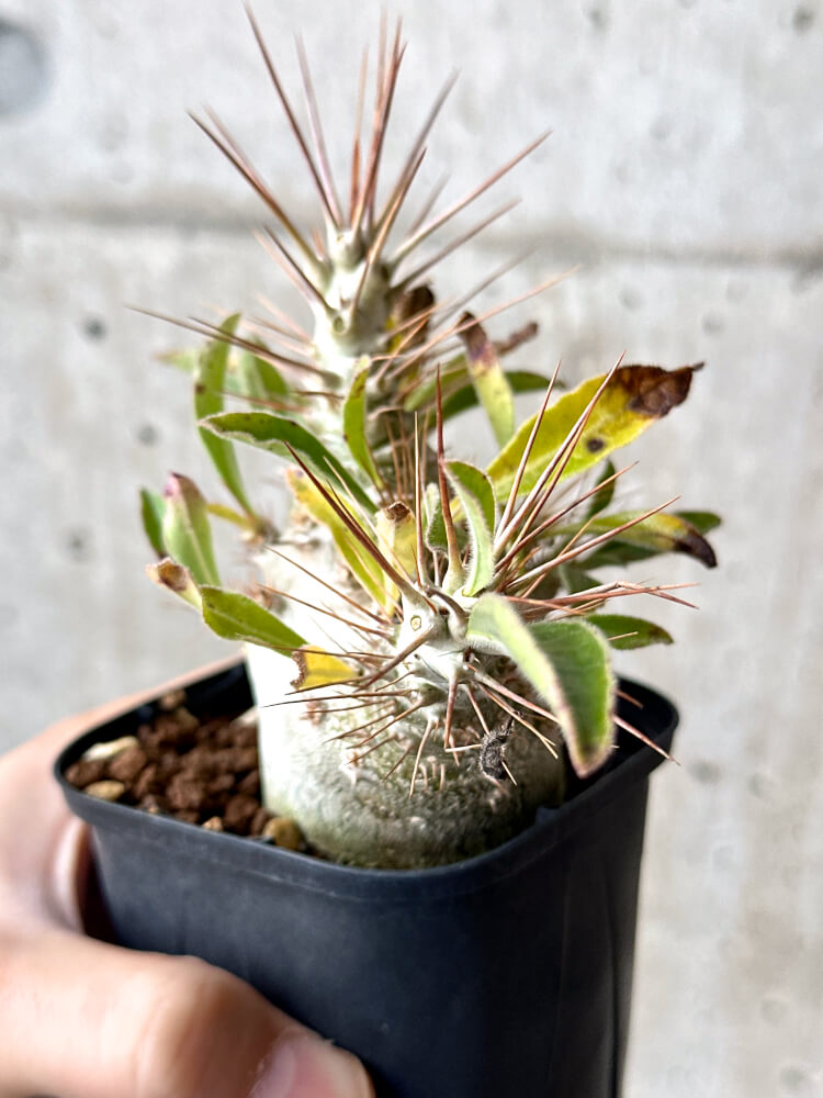 【現品限り】パキポディウム・サンデルシー 白馬城【N50】 Pachypodium saundersii
