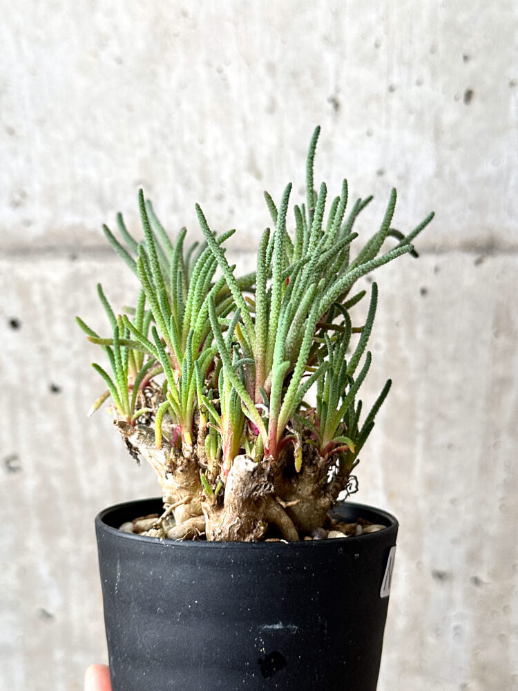 【現品限り】フィロボルス・レスルゲンス【N54】 Phyllobolus resurgens
