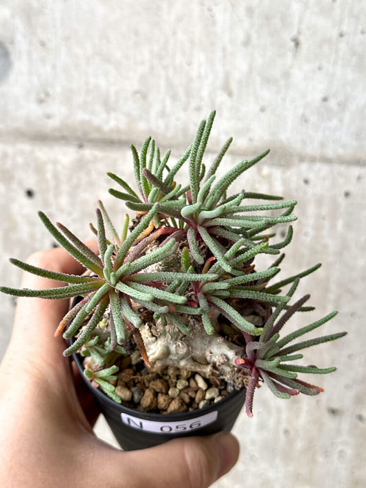 【現品限り】フィロボルス・レスルゲンス【N56】 Phyllobolus resurgens