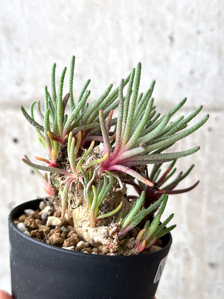 【現品限り】フィロボルス・レスルゲンス【N56】 Phyllobolus resurgens